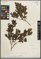 Foto von Salix mielichhoferi Saut.
